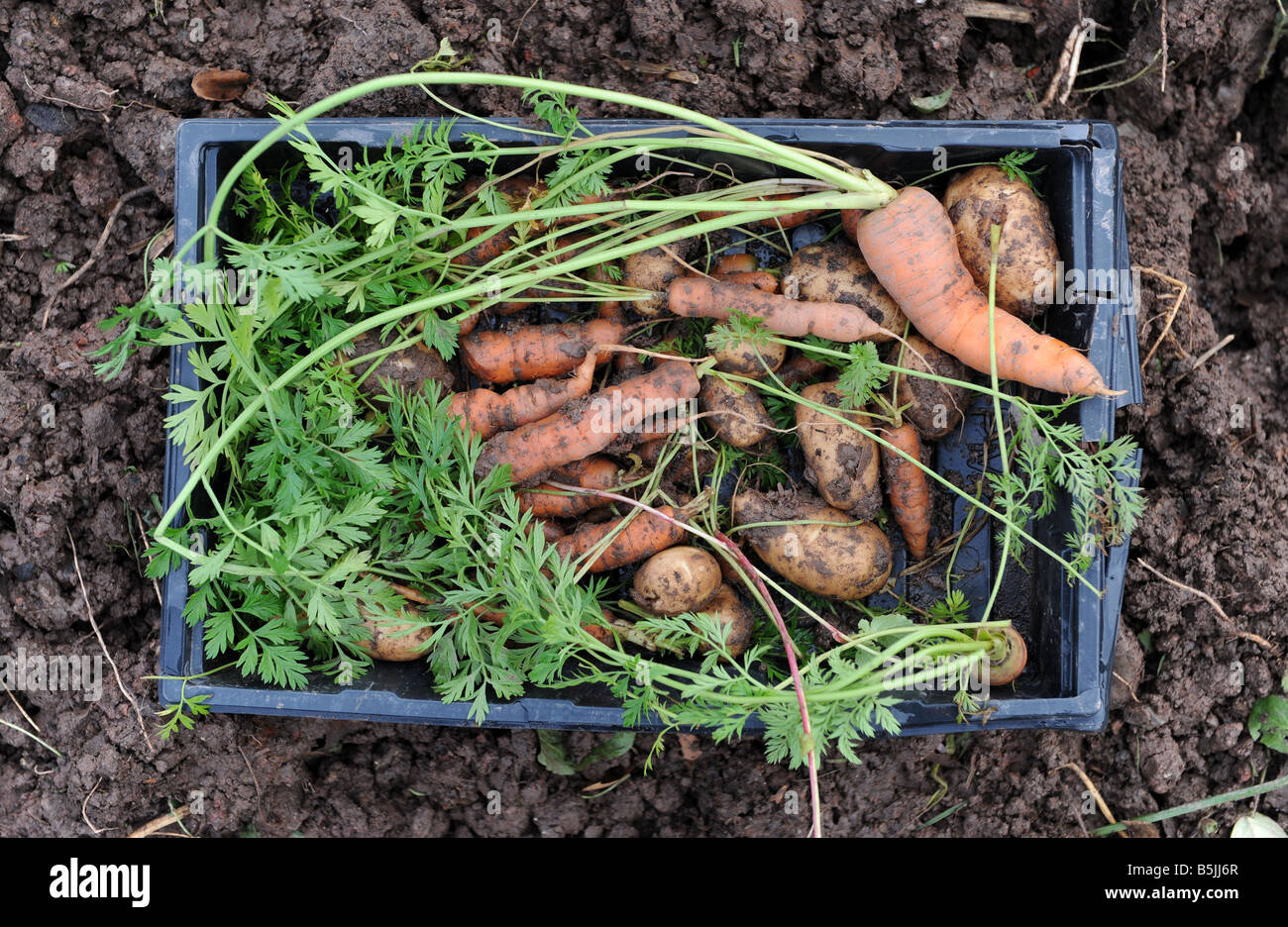 Una caja de hortalizas cultivadas en una escuela de Herefordshire Inglaterra Foto de stock