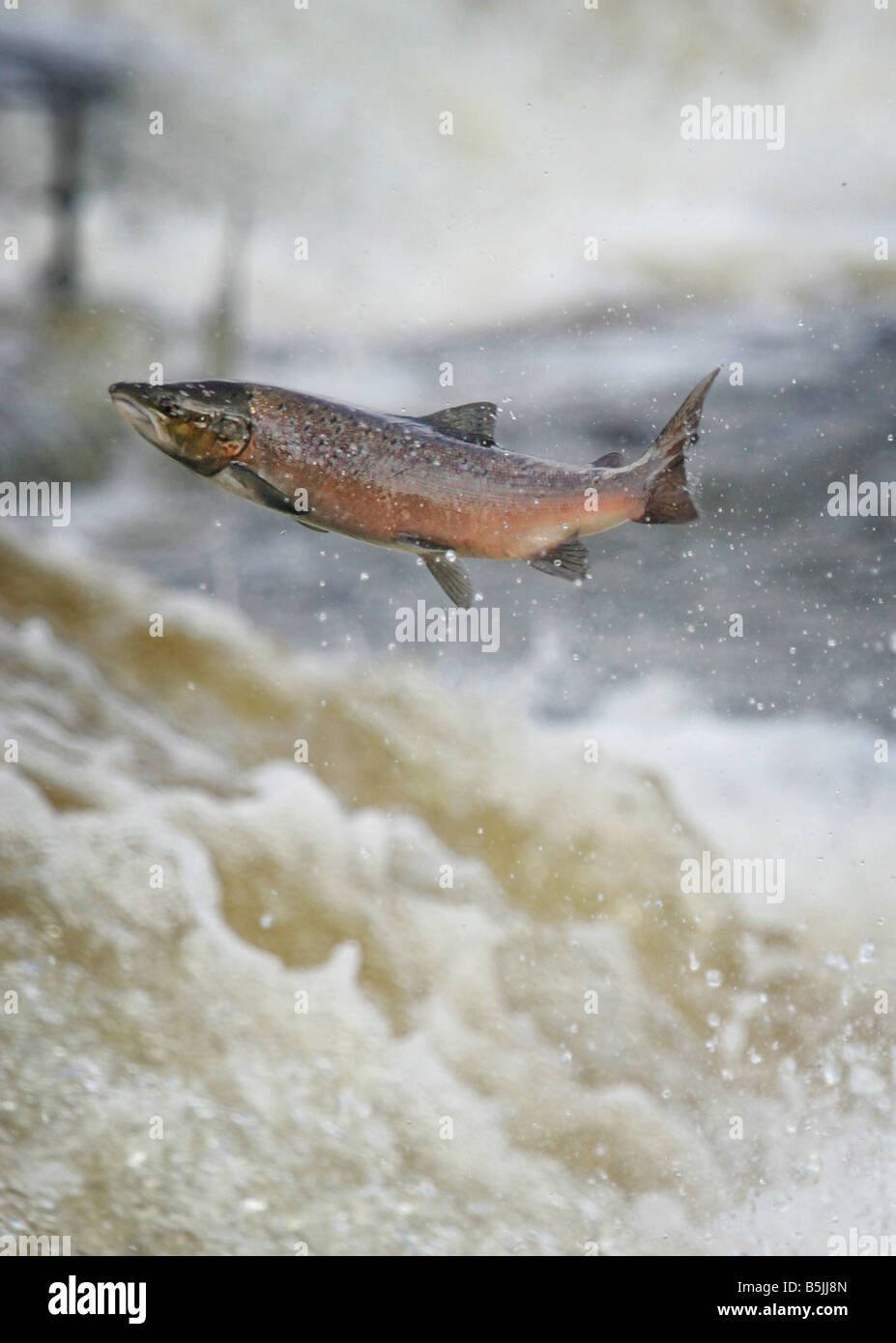 El salmón salvaje saltando al upstream Philiphaugh cauld cerca en Selkirk en el Scottish Borders Foto de stock