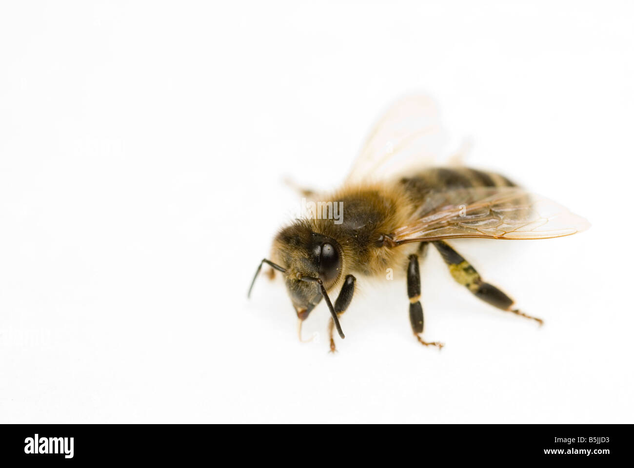 Trabajador de la abeja melífera Apis mellifera Foto de stock