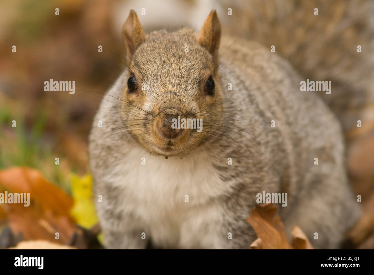 Cerca la ardilla gris Foto de stock