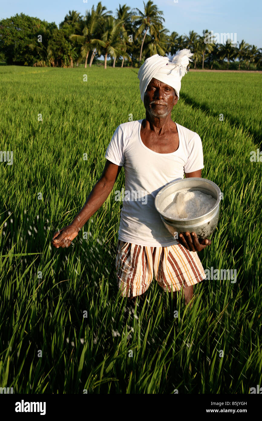 Agricultor Indain esparcir abono en su cosecha de arroz cultivadas en tierras desalada tras Tsunami Foto de stock