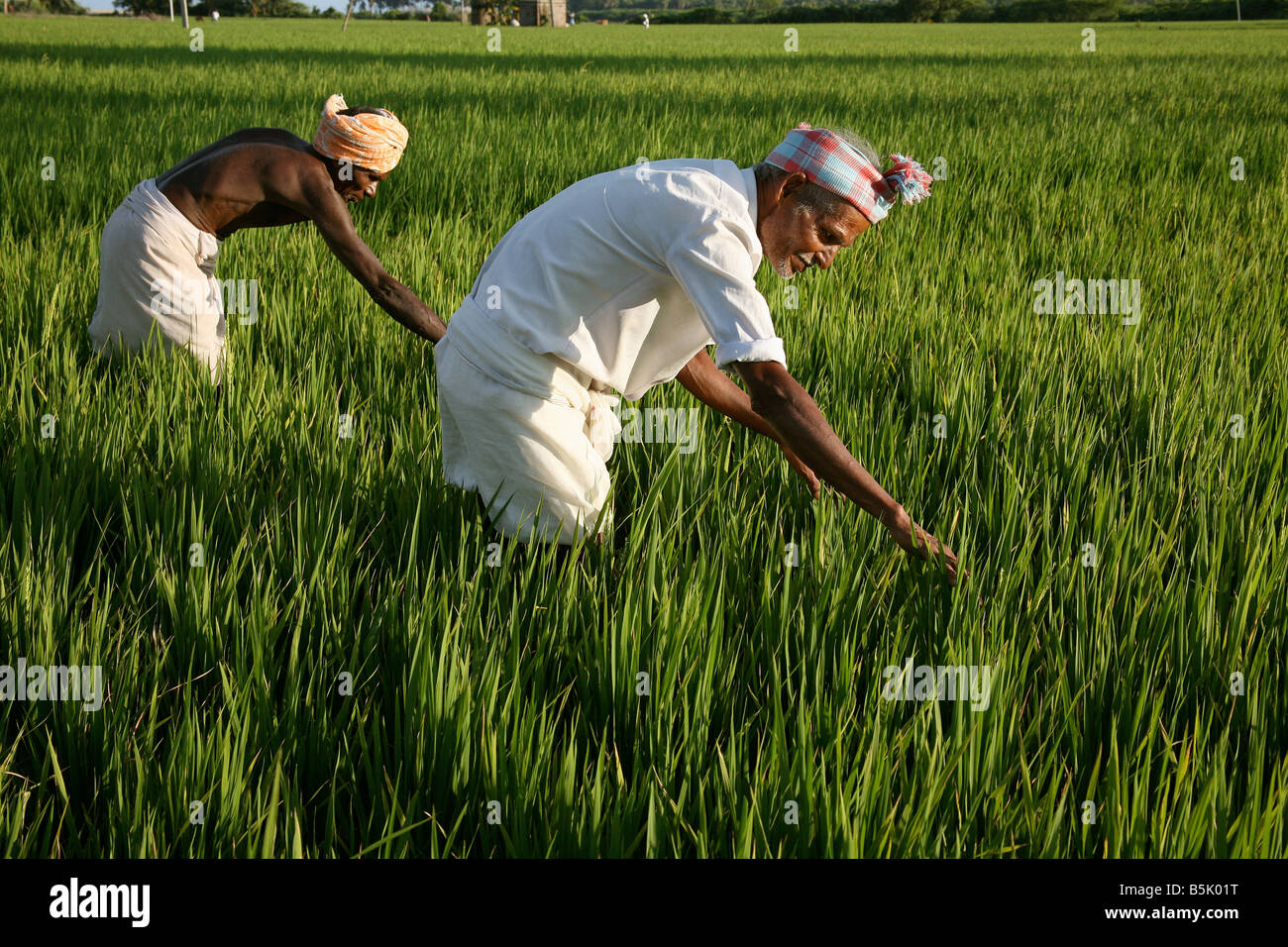Cultivador de arroz en su arroz paddy, comprobando su cosecha de la tierra agua desalinizada tras Tsunami Cuddalore Foto de stock