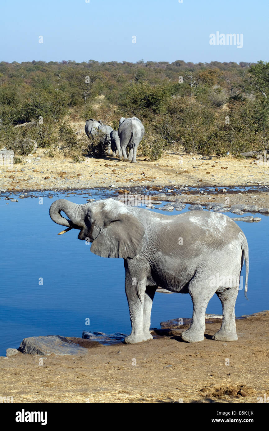 Elefante Africano Loxodonta africana bebiendo en Halali waterhole Parque Nacional Etosha Namibia Foto de stock
