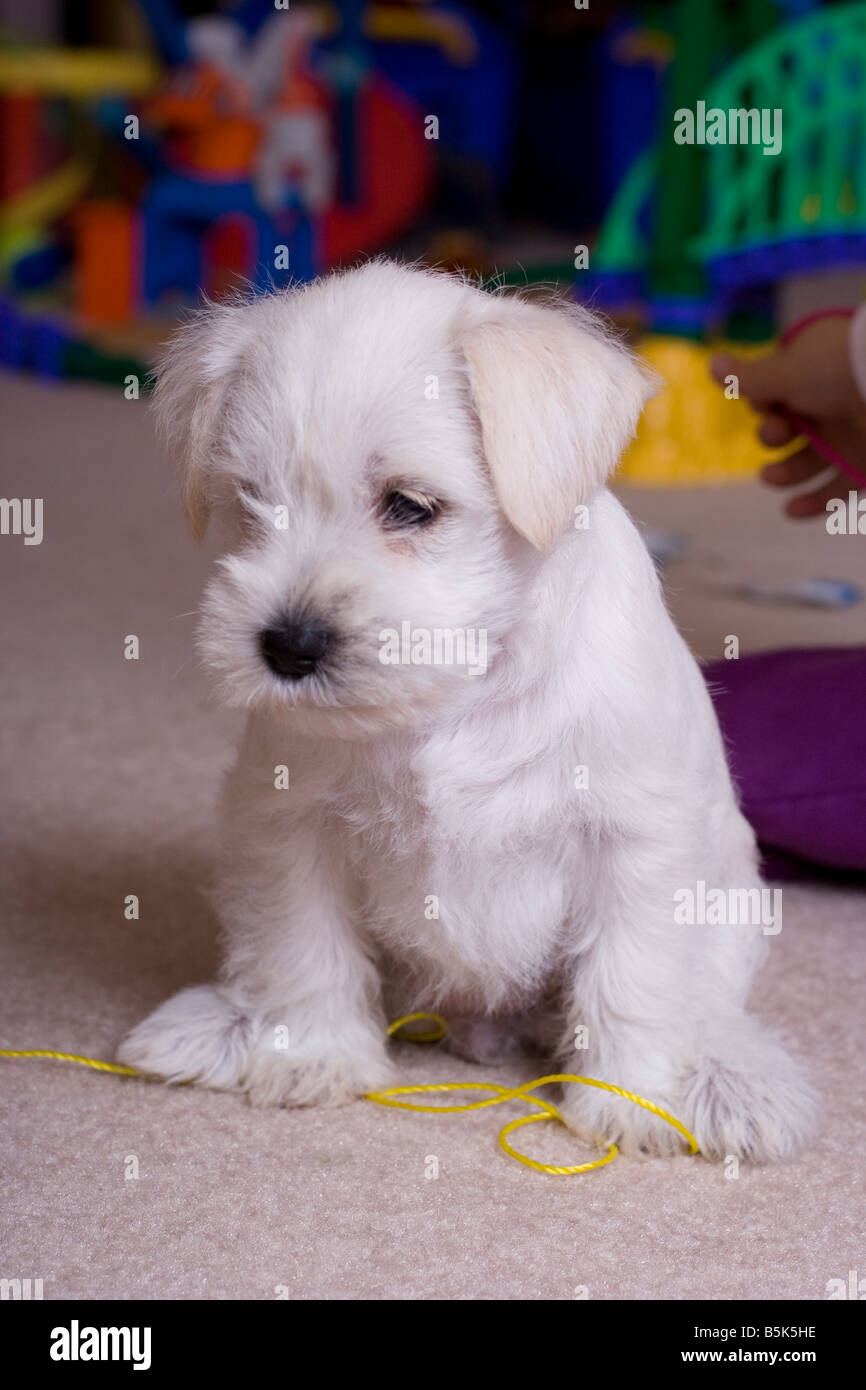 Blanco cachorro Schnauzers miniatura Fotografía de stock - Alamy