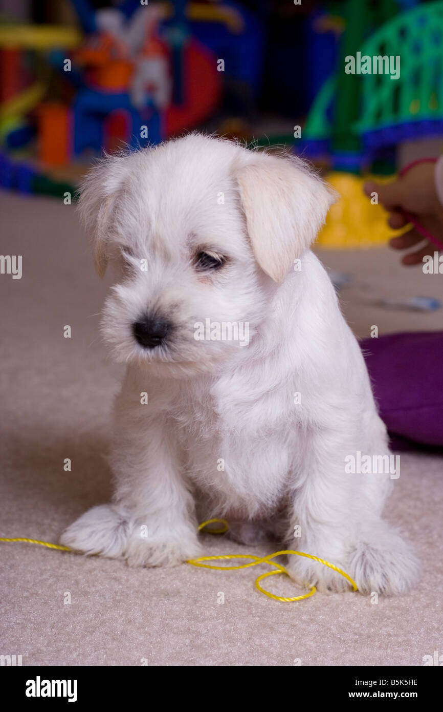 Blanco Cachorro Schnauzers Miniatura Fotografia De Stock Alamy