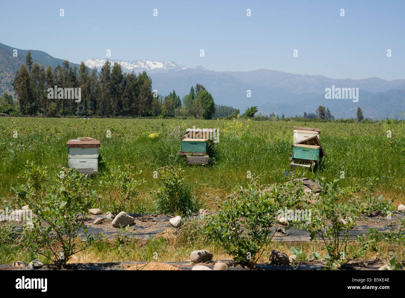 Las colmenas en campos de arándanos Foto de stock