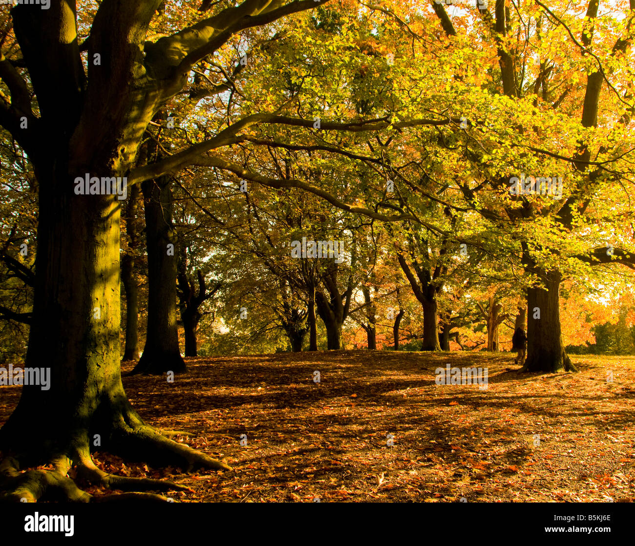 Árboles en un soleado día de otoño en Gran Bretaña Foto de stock