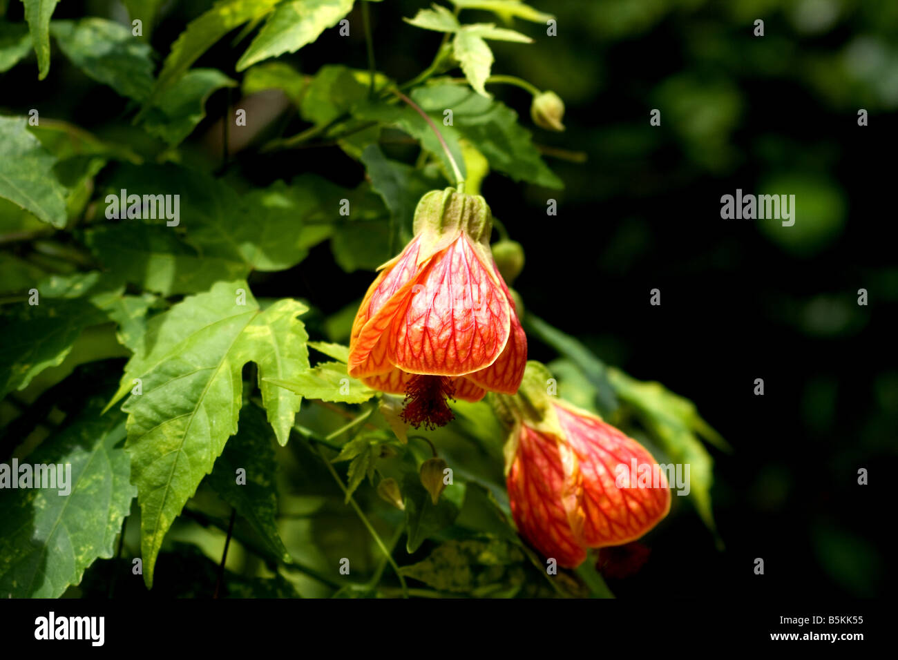 Vena roja Indian Mallow (Abutilon Pictun) en flor Foto de stock