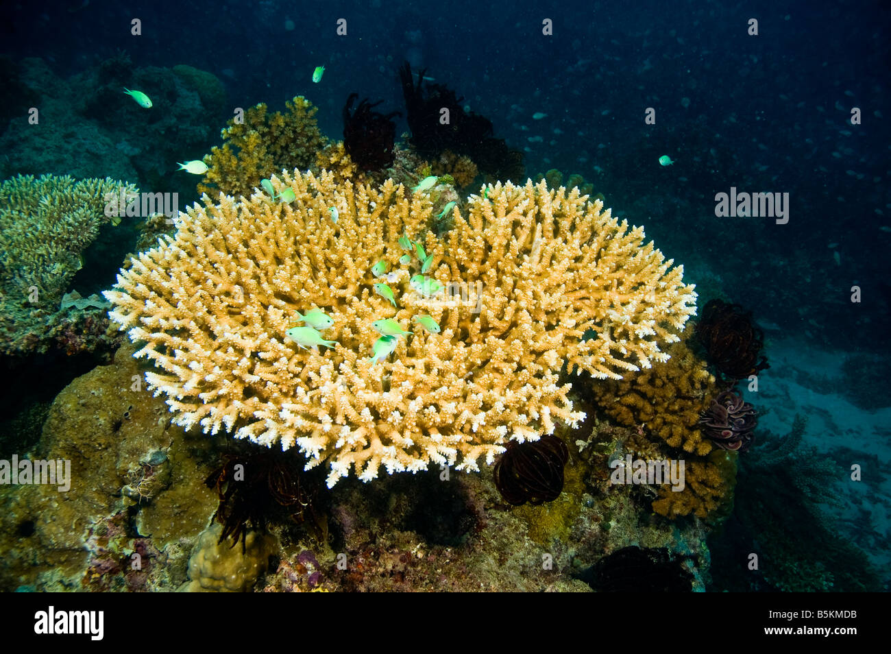 Gran variedad de especies de coral y peces de la gran barrera de coral de Australia Foto de stock