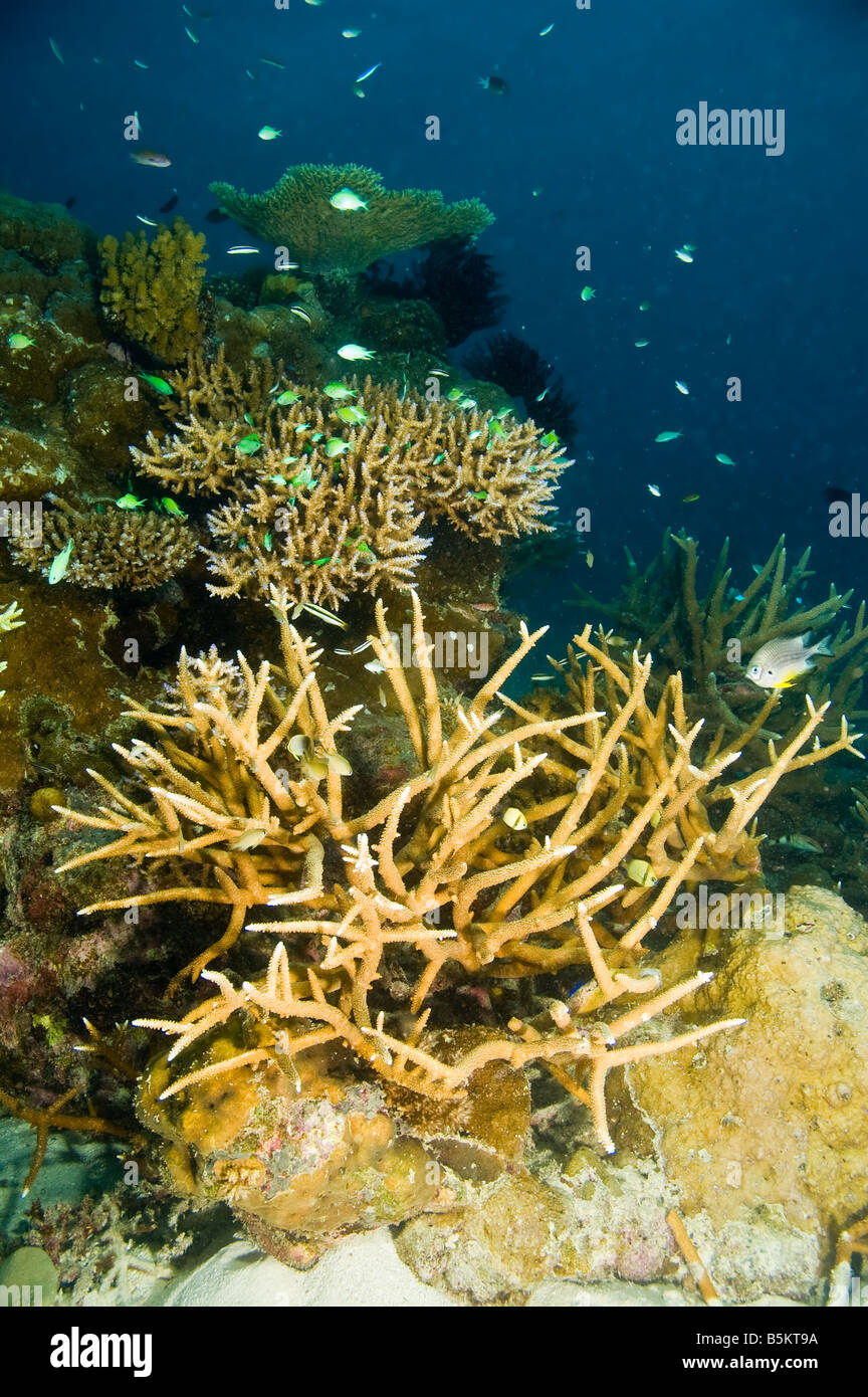 Gran variedad de especies de coral y peces de la gran barrera de coral de Australia Foto de stock