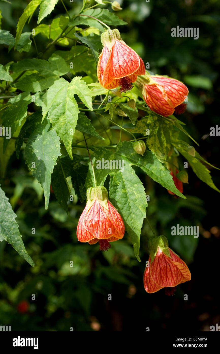 Vena roja Indian Mallow (Abutilon Pictun) flores Foto de stock