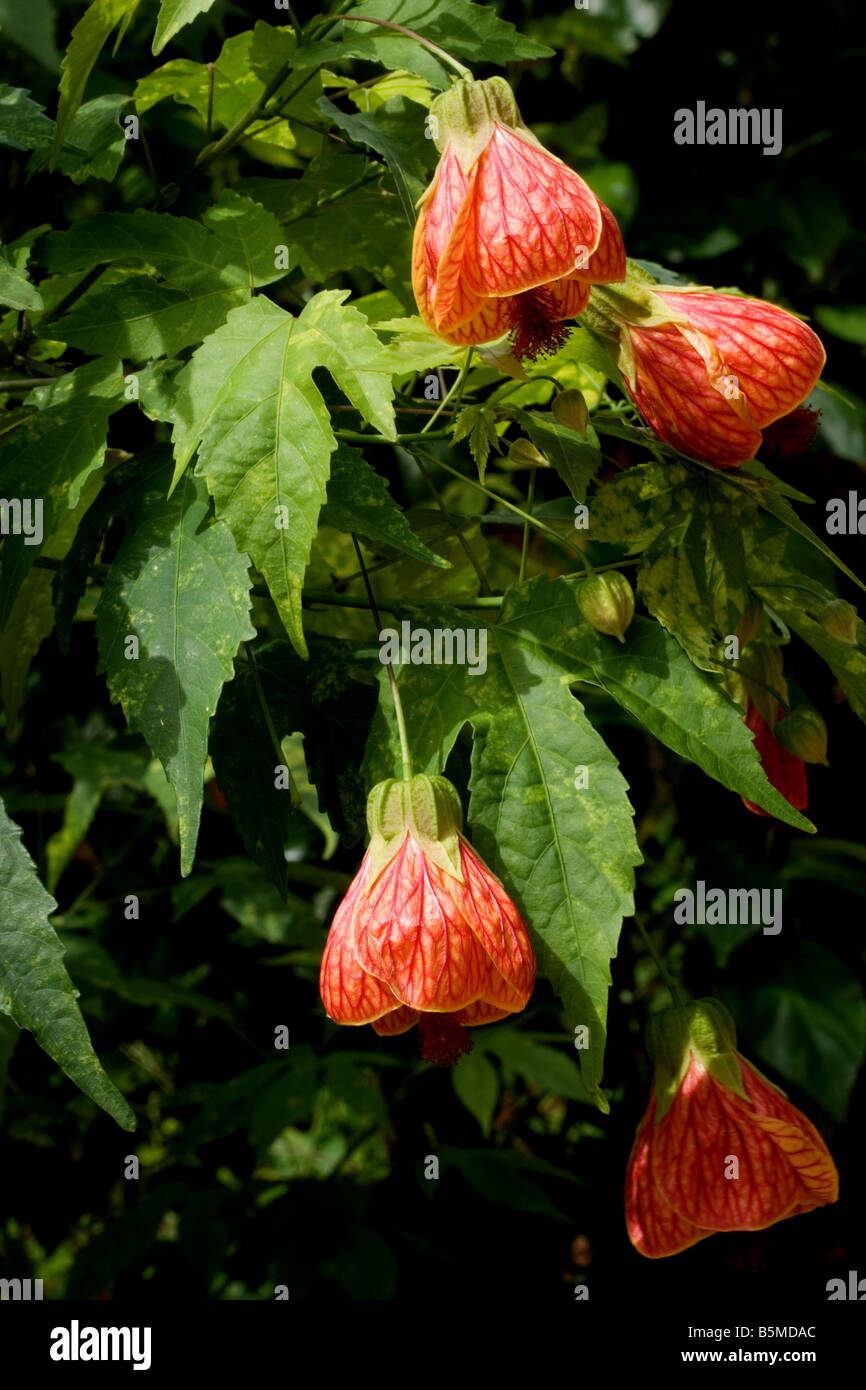 Vena roja Indian Mallow (Abutilon Pictun) flores Foto de stock