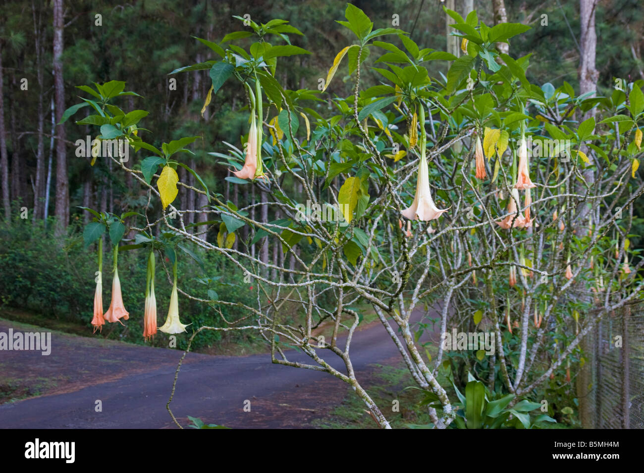 Las trompetas del ángel (Brugmansia) es una planta muy tóxica que contiene  escopolamina y atropina Fotografía de stock - Alamy