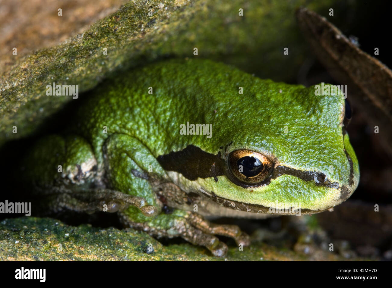 La rana arborícola del Pacífico, Hyla regilla, ranas, anfibios, Oregon, o rana de árbol, verde Foto de stock