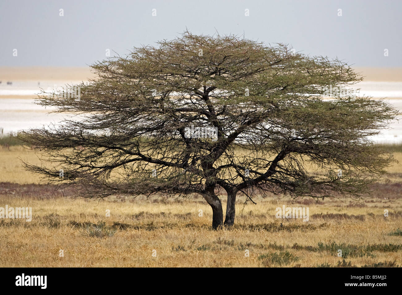 Paisaje de Namibia Foto de stock