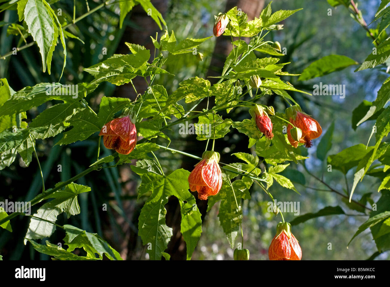 Vena roja Indian Mallow (Abutilon Pictun) Planta en flor Foto de stock