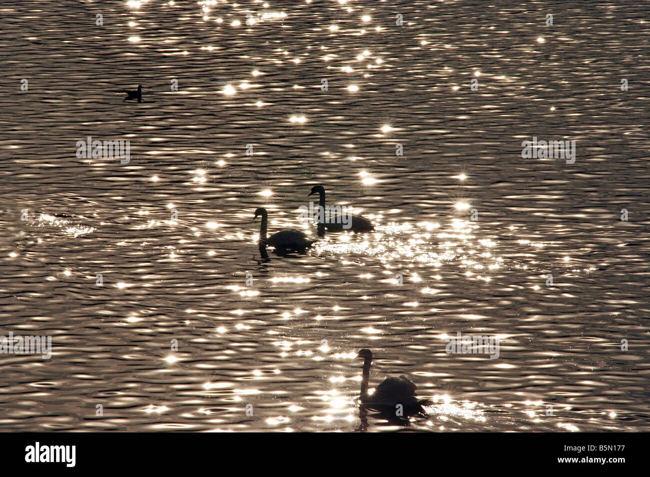 El lago de los Cisnes - shot de el Cisne en el agua en penumbra Foto de stock
