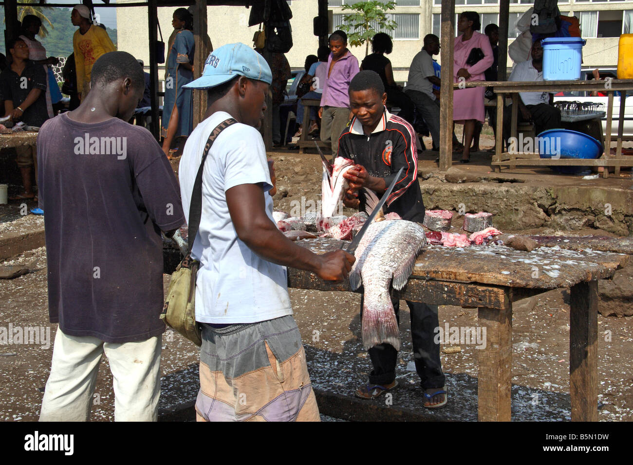Los jóvenes pescadores escalado y corte de la captura de peces para la venta en Limbé Camerún África Occidental Foto de stock