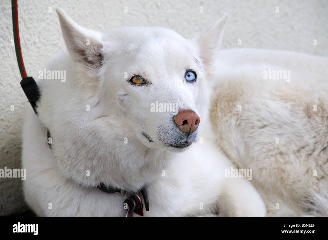 Husky Siberiano Blanco 2 Fotografia De Stock Alamy