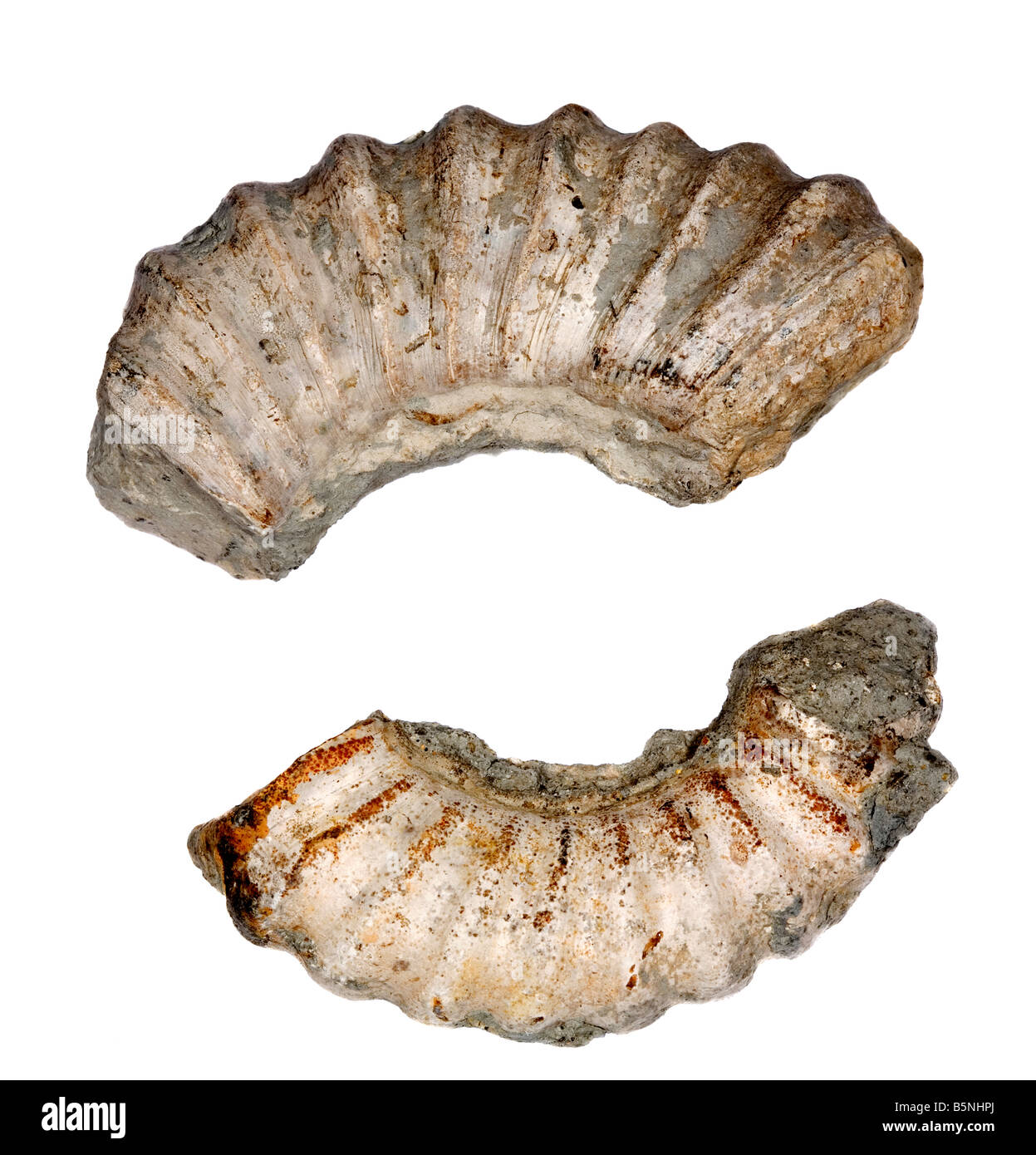 Piezas de un fósil de ammonites inferior de la Lia, Lyme Regis, Dorset Foto de stock