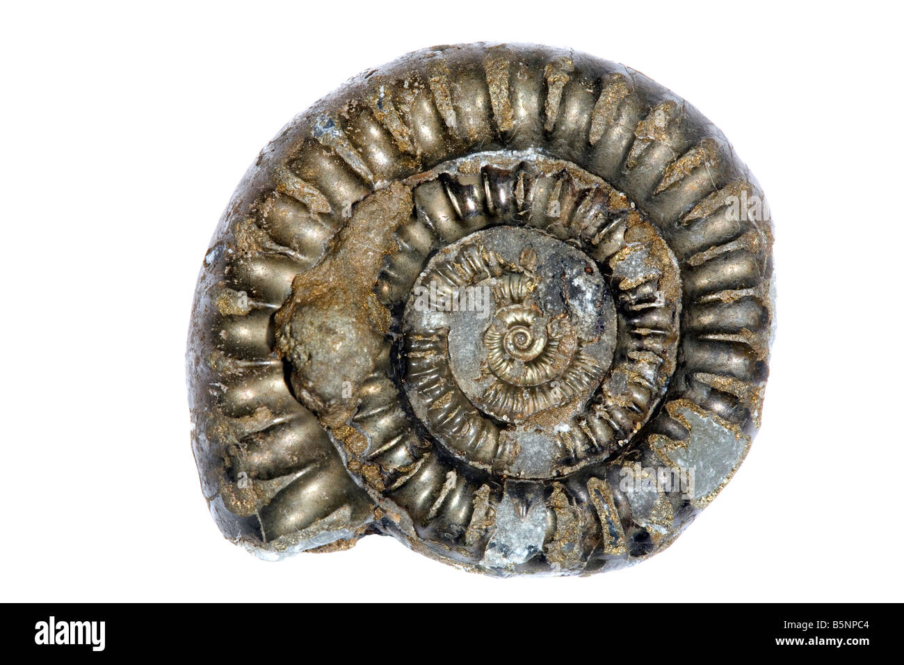 Fósiles de ammonites Pyritized inferior de la Lia, Lyme Regis, Dorset Foto de stock