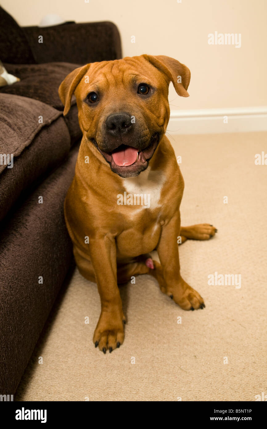 Un macho de Staffordshire Bull Terrier cachorro Fotografía de stock - Alamy