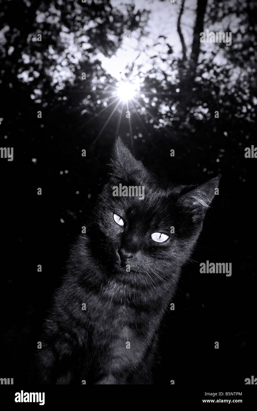Gato negro al atardecer Foto de stock