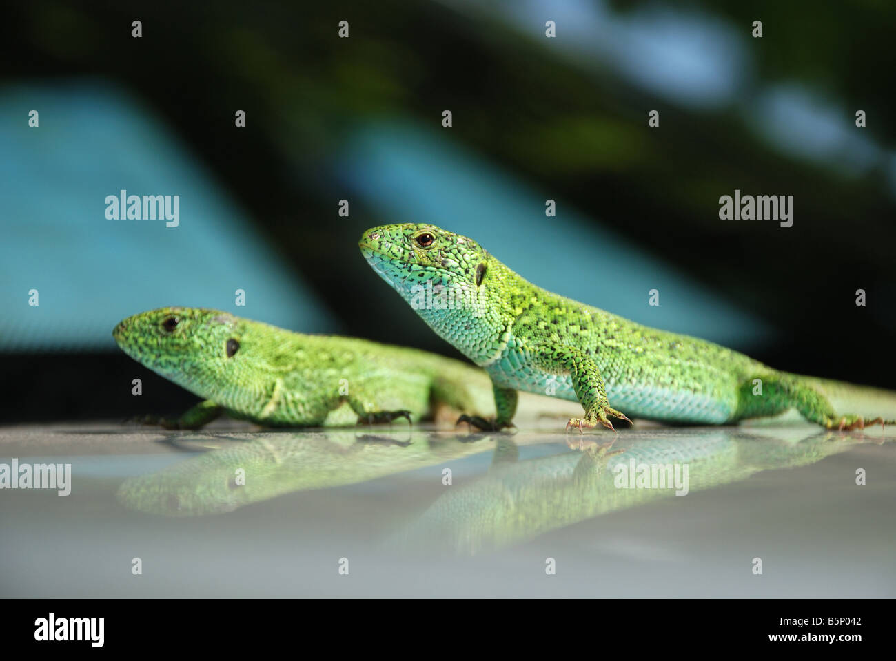 Dos verdes lagartos paralelo sentado sobre la superficie del espejo con reflexiones similares, close-up, centrarse en primer plano Foto de stock