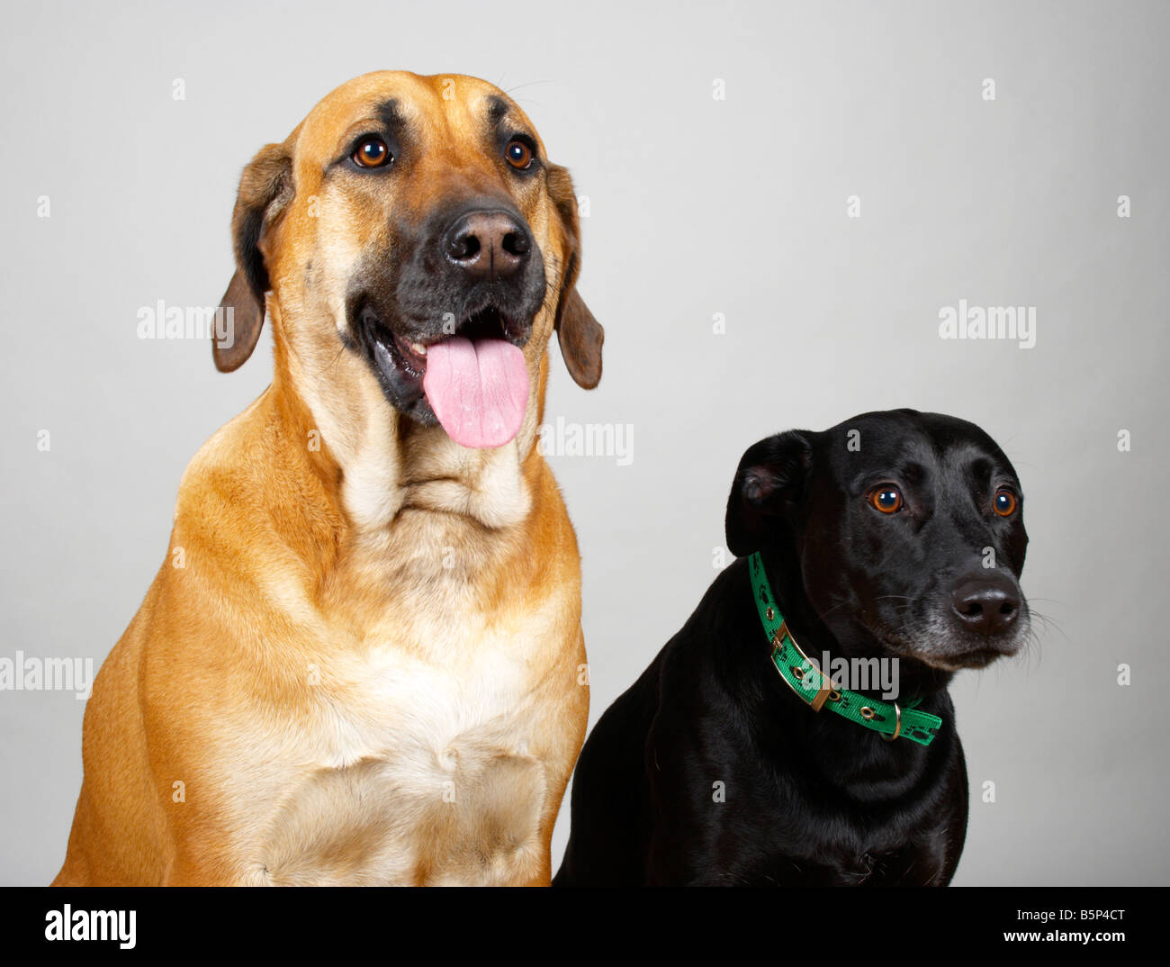 Ridgeback rhodesian negro fotografías e imágenes de alta resolución - Alamy