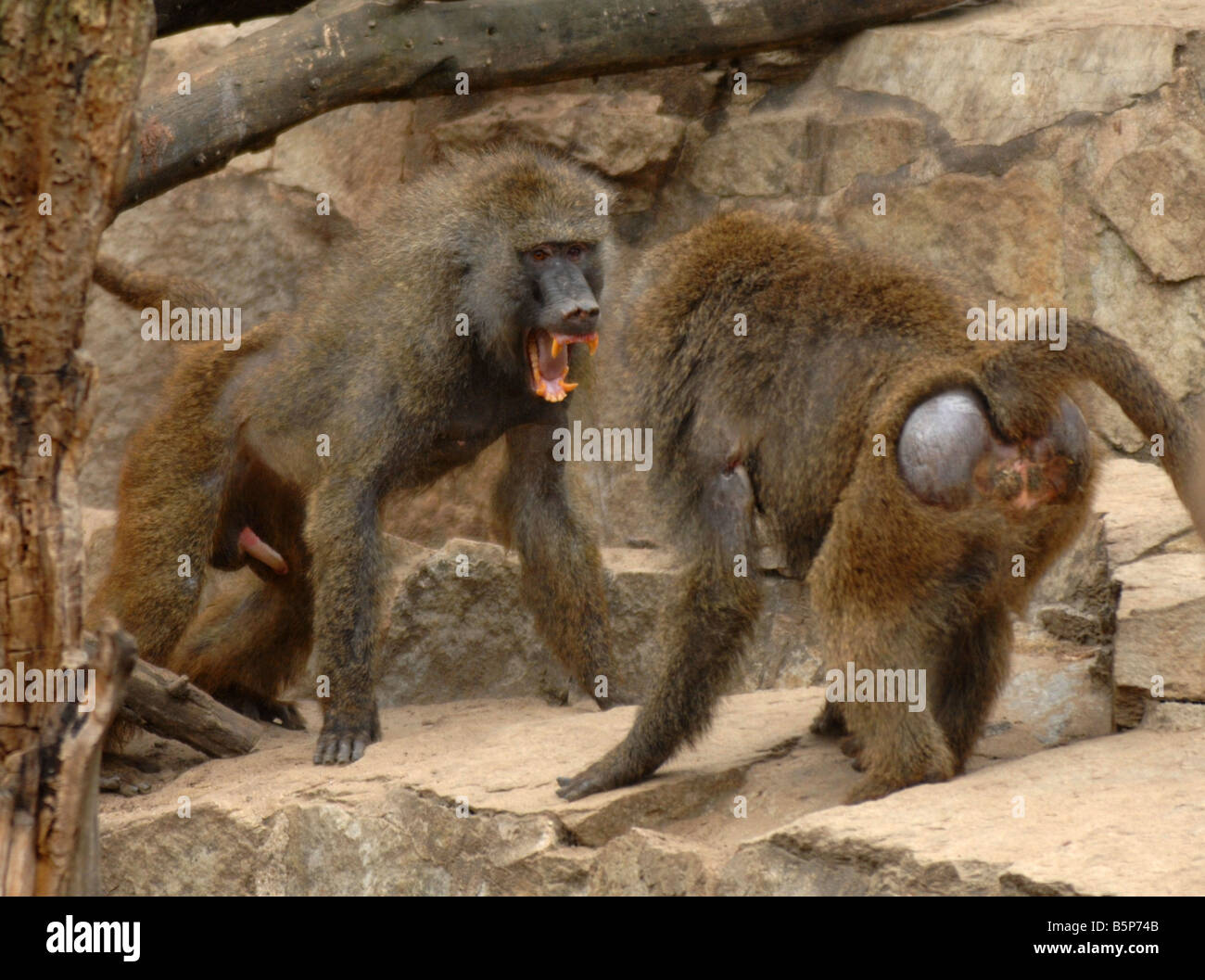 Babuinos "Amarillo", "lucha babuinos babuino" amarillo (Papio cynocephalus) Foto de stock