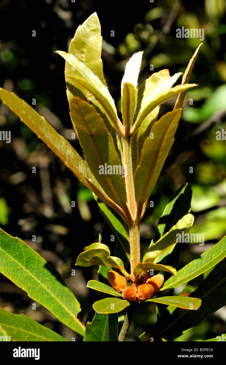 Brabejum stellatifolium, Wild almendra o almendra amarga Foto de stock