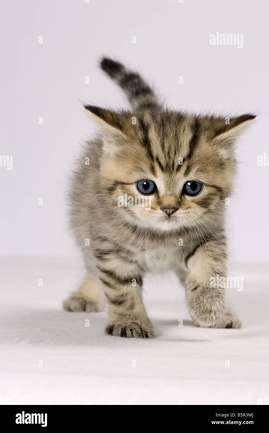 British Shorthair gatitos cuatro semanas - Cortar Foto de stock