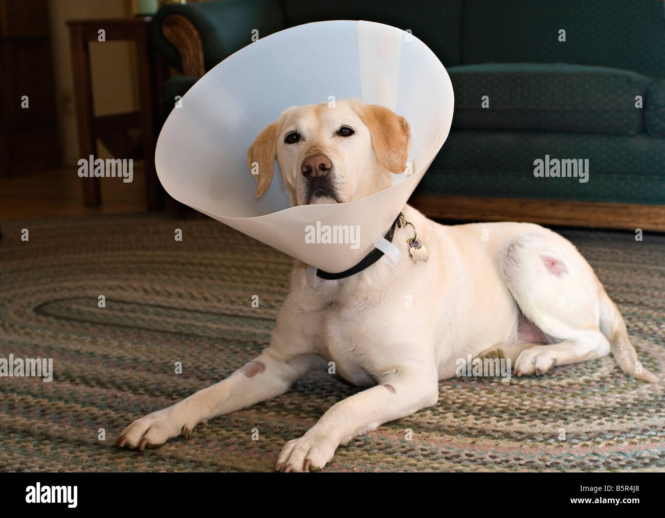 Labrador retriever vistiendo un Collar isabelino para evitar lamidos  puntadas Fotografía de stock - Alamy