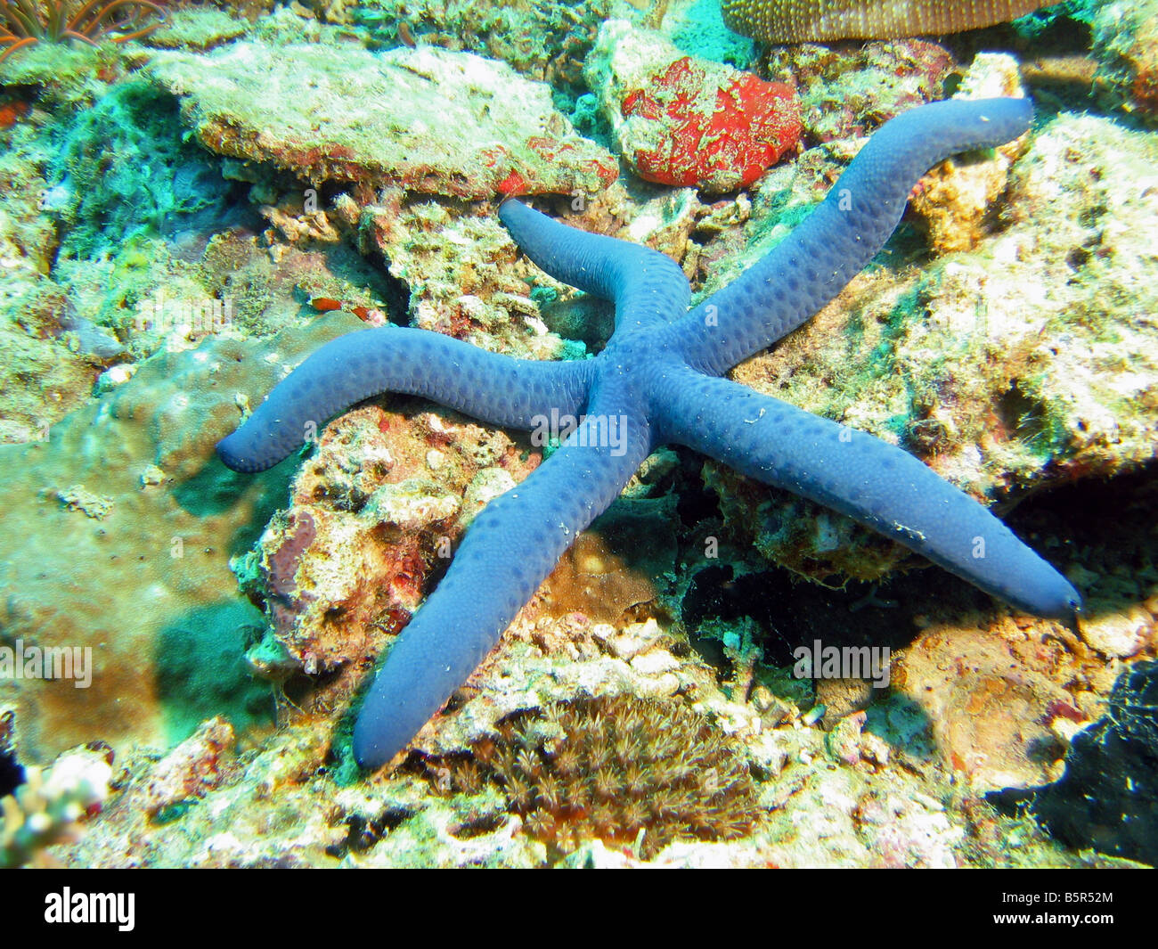 Estrella de mar azul en arrecifes rocosos afloramientos, Isla de Lankayan Dive Resort, mar Sulu, Sabah, Malasia Foto de stock