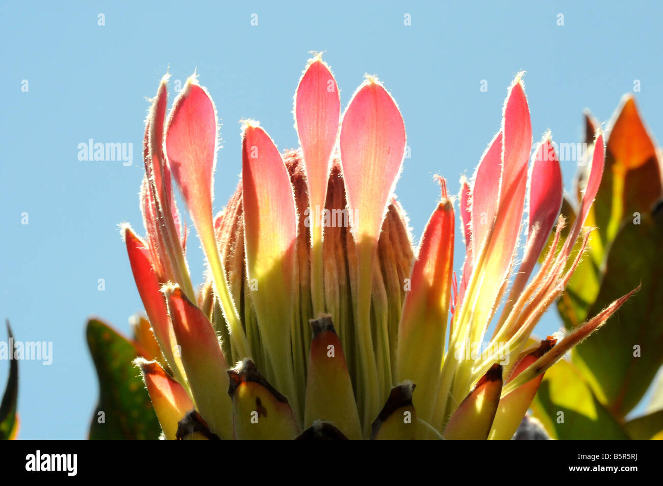 Protea eximia cabeza floral close-up mostrando el rojo, peludo brácteas exteriores contra el cielo azul Foto de stock
