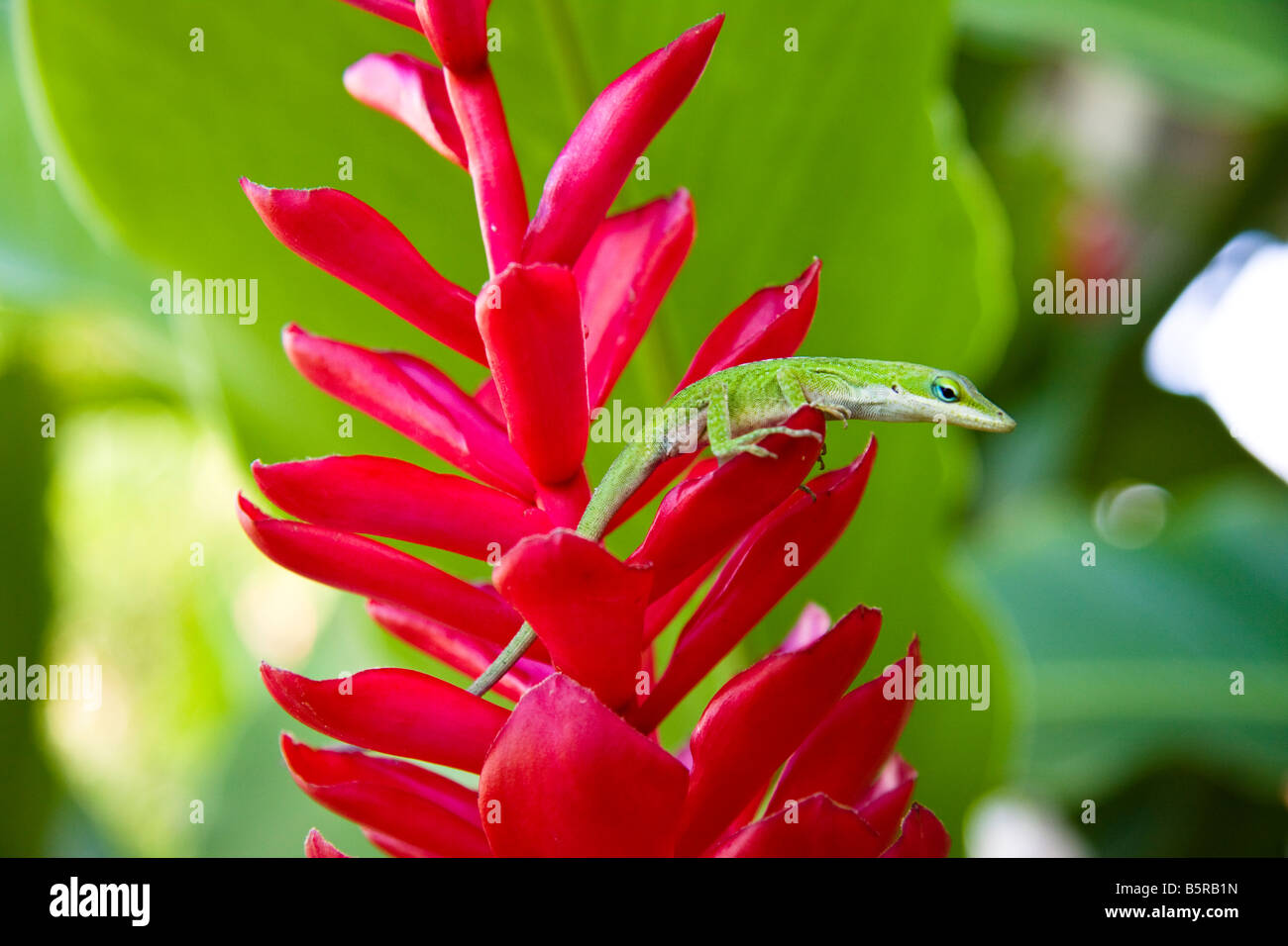 Un lagartijo verde, Anolis carolinensis porcatus, fotografiado aquí en antorcha jengibre, Hawai. Foto de stock