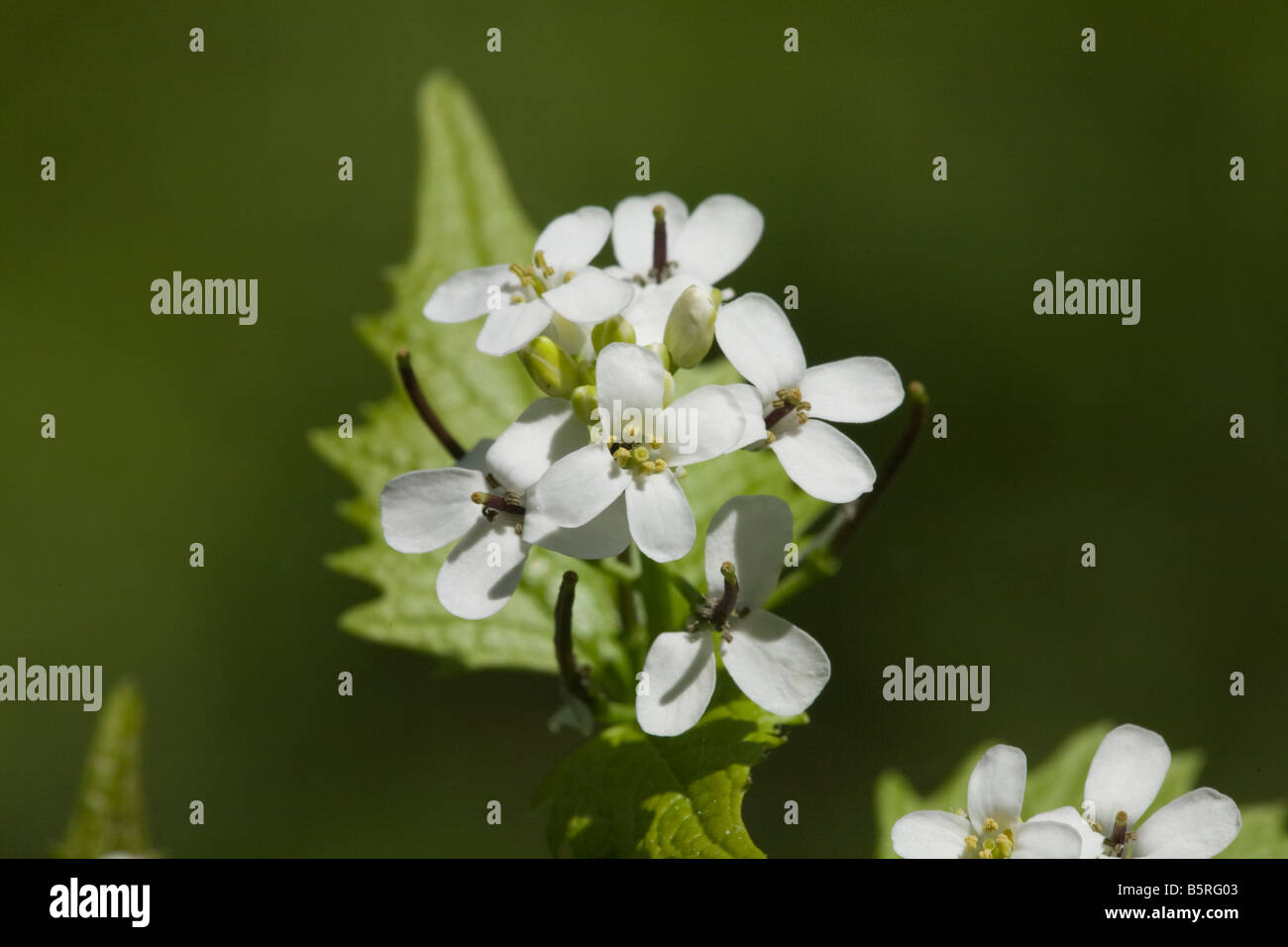 Alliaria petiolata planta mosto flor silvestre completa Foto de stock