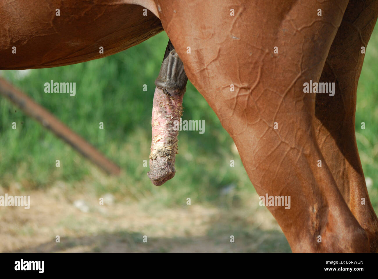 Pene de caballo Fotografía de stock - Alamy