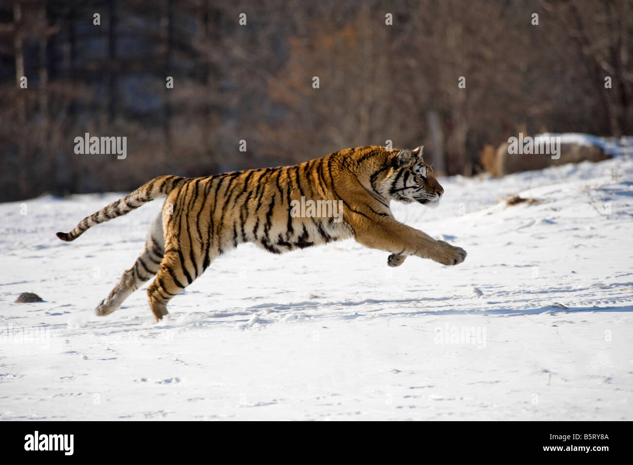 Tigre siberiano o de Amur Panthera tigris altaica corriendo sobre la nieve en el nordeste de China Heilongjiang Foto de stock