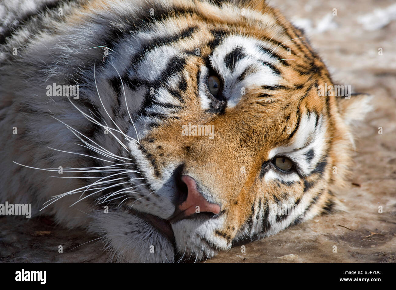 Amur o siberiano tigre Panthera tigris altaica retrato China Foto de stock