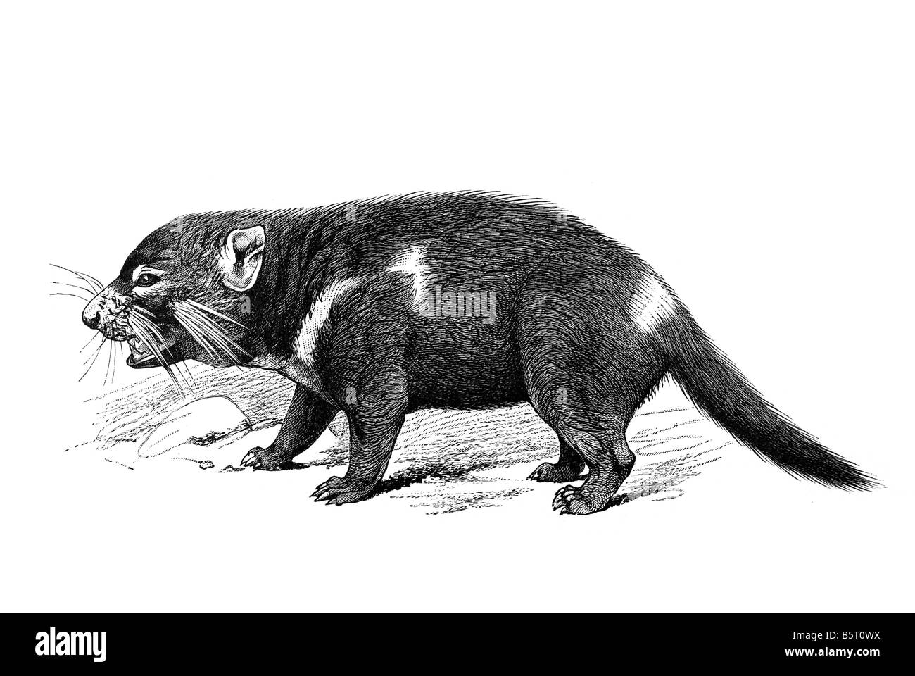 El diablo de tasmania Sarcophilus harrisii el diablo marsupiales carnívoros. Foto de stock