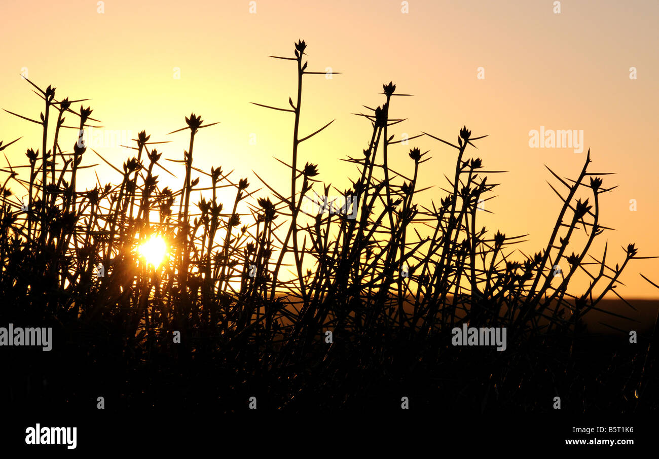 Sillohette, Hoplophyllum spinosum en contra de la puesta del sol Foto de stock