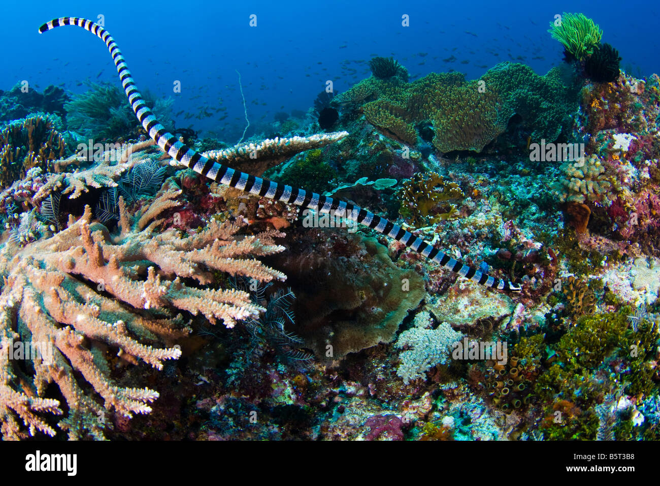 El mar con bandas amarillas o Krait Krait Mar labiado, Laticauda colubrina, son un tipo de serpiente de mar venoumous, Komodo, en Indonesia. Foto de stock