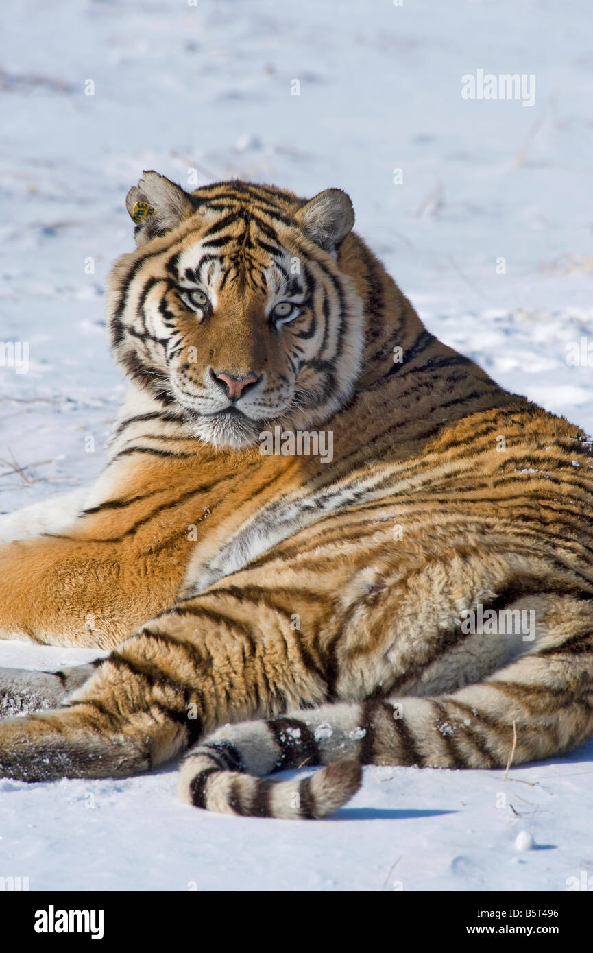 Tigre siberiano o de Amur Panthera tigris altaica relajante en invierno en China Heilongjiang Foto de stock