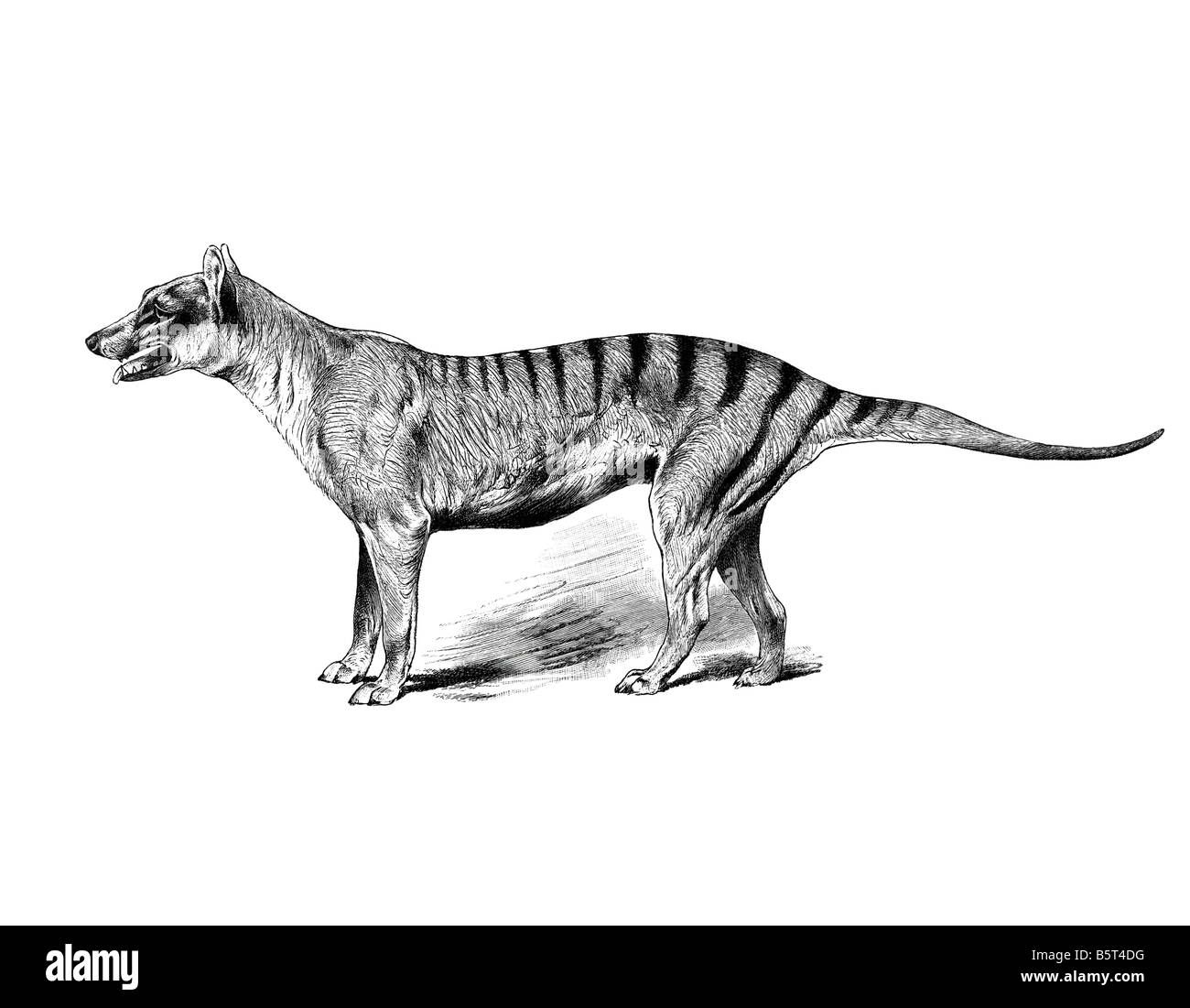 Thylacine (Thylacinus cynocephalus lobo con cabeza de perro pouched) Foto de stock