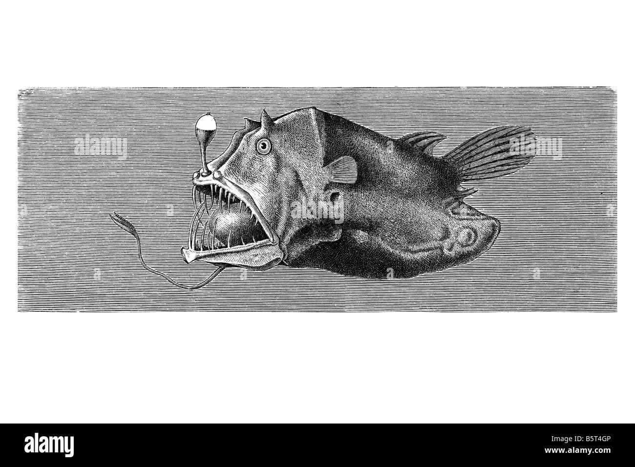 Apogon Borophryne Leftvent anglerfishes netdevil mar profundo pequeños peces de la familia lophiiform Linophrynidae mimetismo animal divertido Foto de stock