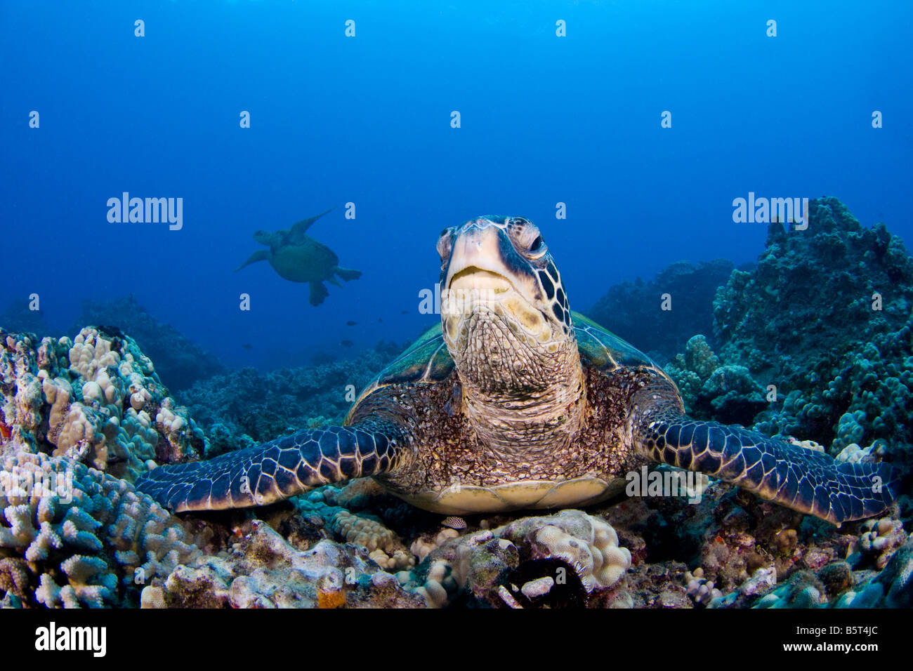 Tortugas marinas verdes, Chelonia mydas, una especie en peligro de extinción, Hawai. Foto de stock