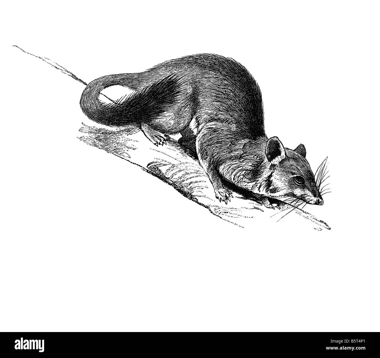 Quoll, gatos nativos género Dasyurus marsupiales carnívoros. Foto de stock