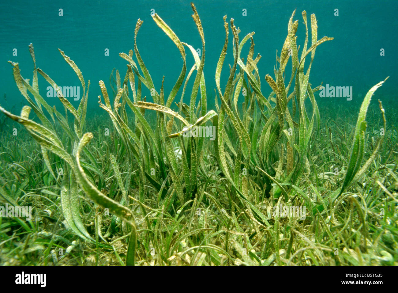 Algas Posidonia (sp). Foto de stock