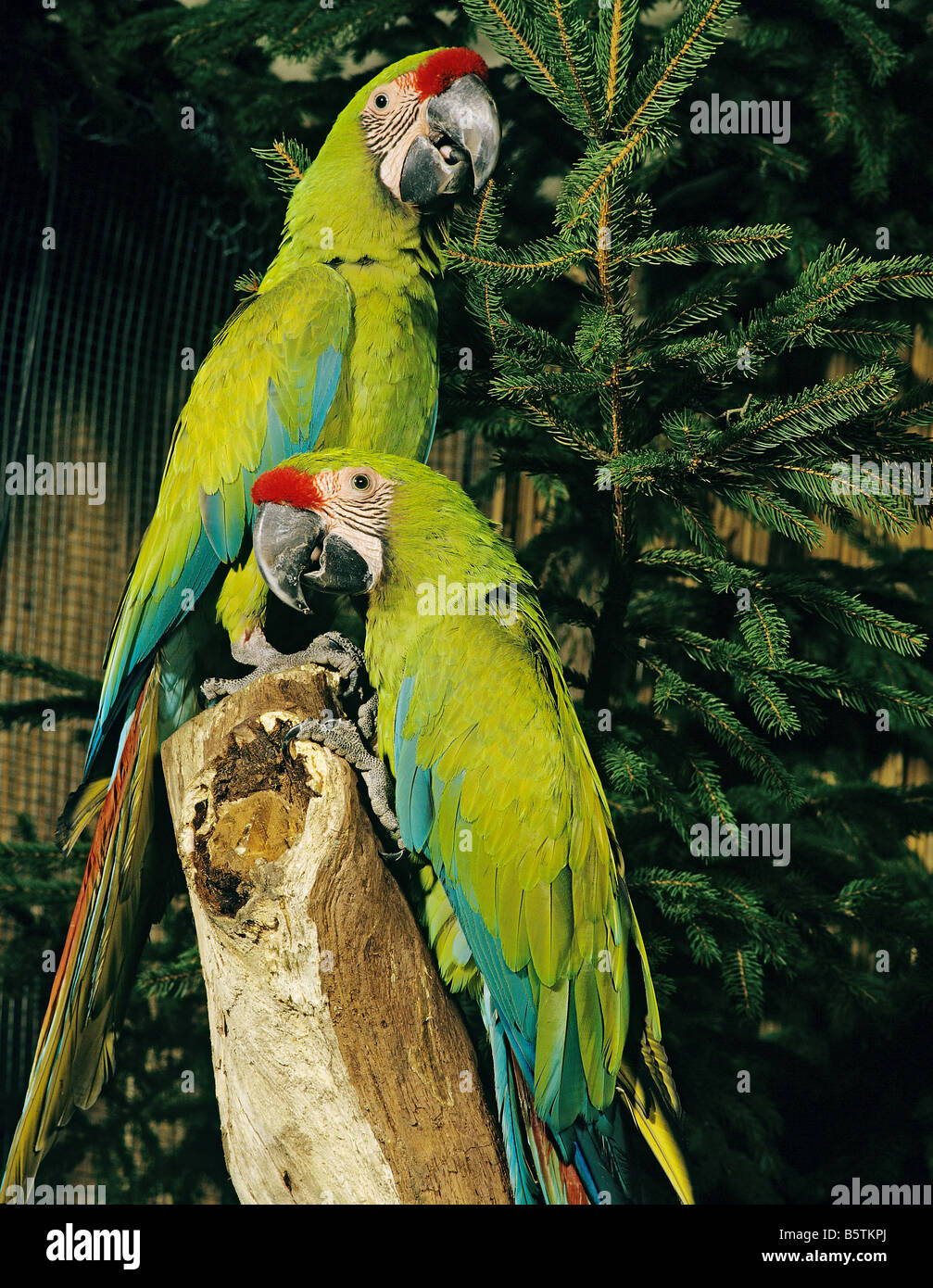 Gran Macaw Verde, Guacamaya de Buffon, Gran Mava Militar (Ara ambiguus). Empareje en un árbol Foto de stock